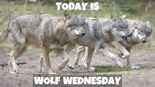 Today is Wolf Wednesday