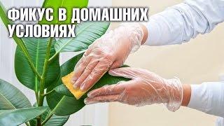 Фикус в домашних условиях: уход полив спрей для листьев