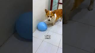 Corgi Pops ALL the Balloons! 