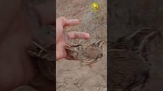 Batair ki awaz,quails hunting , #quailsound #birds #звуксамкиперепела #shortvideo #shortsvideo #bird