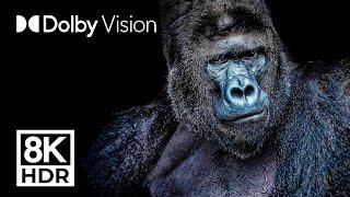 ULTIMATE ANIMAL KINGDOM - DOLBY VISION™ 8K ULTRA HD (2 Hours)