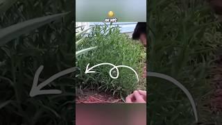 Unexpected surprise in the garden! You won't believe what he found! #viralvideo #viralshorts