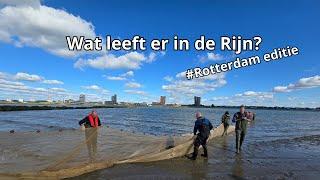 Vissen in de Rijn bij Rotterdam met een Enorm Net!