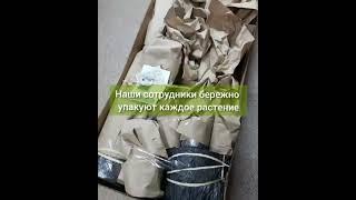 Компания ЮКА Воронеж #растенияпочтой #крупномеры #ландшафтныйдизайн