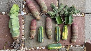 Rare cactus & succulents unbox: rainbow cactus, totem poles, psuedolithos, Medusa, aeomium taeyang