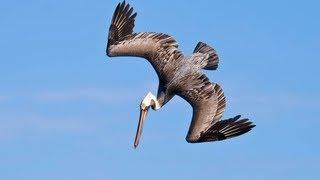 PELICANS DIVE BOMBING FOR FISH