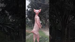 #Catcatoon#shortvideo funny video #kidsvideo