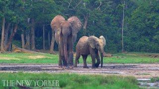 The Forest Elephants