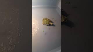 Feeding premium food for turtle red eared slider turtle #snail #turtoise #singpore #pets #reptiles