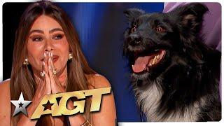 Dogs' Got Talent! The Most ADORABLE Dog Auditions from Got Talent 2024!