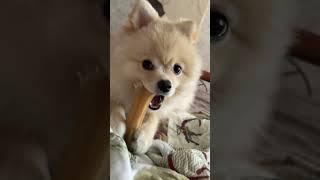 Спасибо за подписку #dog #pug #собака #мопс #dog #pets #pomerani #funnyanimal #pomeranian #