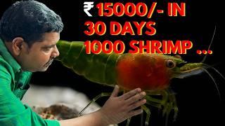 How You Can Make ₹15,000 in 30 Days Breeding Shrimp at Home | Tank Setup Explained