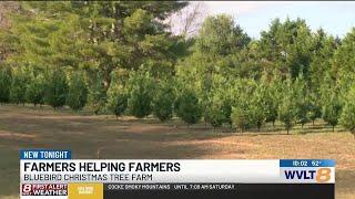 Anderson County farmer uses Christmas trees to donate to North Carolina farms damaged in flood