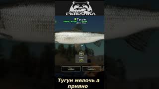 #shorts  #тугун мелочь а приятно # Russian Fishing 4#