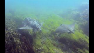 Snorkelling in Great Barrier Island, New Zealand