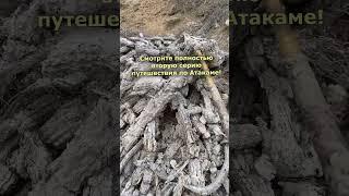 СОЛНЦЕ СОЖГЛО КАКТУС ПОЧТИ ДО ПЕПЛА! #пустыня #Атакама #Чили#кактусы#природа#путешествия#тлен#поход