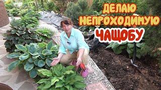 ВСЕ БЕСПЛАТНО: и НАВОЗ, и БАДАН! Нам везет! Чистка МОЖЖЕВЕЛЬНИКОВ - не для слабонервных!