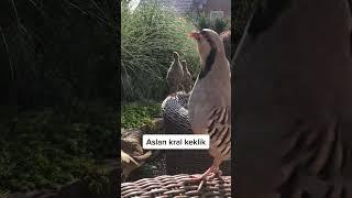 Keklik Sesi Efsane (Keklik Hengamesi)  الحجل طائر  куропатка chukar shekari chakor Keklik Sesi Birds