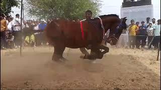 horse dance competition haryana 12_5_2024