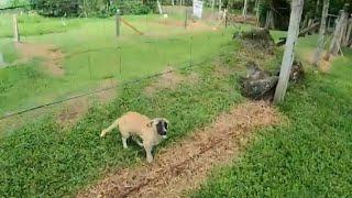 Friday -  Cricket is doing well - Out with my goats and rains are now coming down heavy