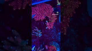 Piecesoftheocean.com #aquarium #reef2reef #reeftank #reefbuilders #aquascape #reef #coral