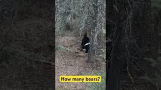 It’s Bear Season!  #hunting #bearhunting