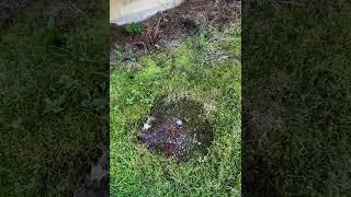Perps destroy the yard, stalking, witchcraft.
