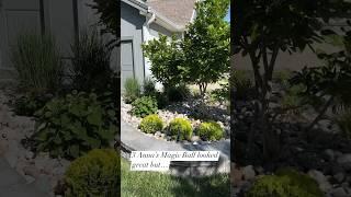 The plant you NEED. Anna’s Magic Ball #provenwinners #landscaping