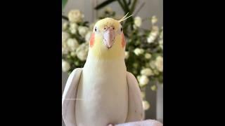 Cockatiels are the cutest comedians!  #cockatielscraze #cockatiel #cutepets