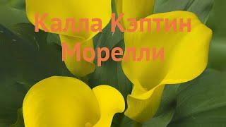 Калла обыкновенная Кэптин Морелли (zantedeschia)  обзор: как сажать, луковицы каллы Кэптин Морелли