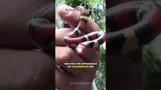 Scarlet Kingsnake | Nature's Impostor