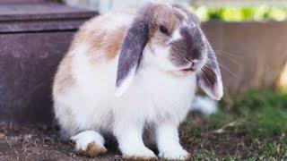 Holland Lop Bunny Compilation 2022