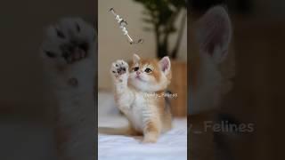 Love playful kittens #cute #cat #kitten #meow