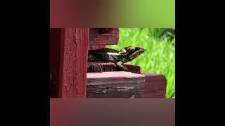 This lizard will eat baby iguanas  its name SOUTH AMERICAN BROWN BASILISK