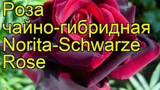 Роза чайно-гибридная Норита Шварц. Краткий обзор, описание характеристик Norita-Schwarze Rose