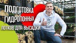 Выгонка тюльпанов. Подготовка гидропонных лотков для высадки. Аренда теплицы.