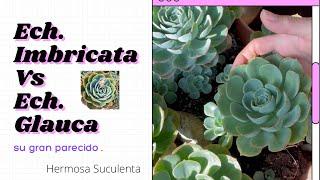 Echeveria Imbricata Vs Echeveria Glauca🪴‍#echeveria #suculentas #jardin #coleccion #live