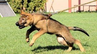 Iggy Vikar - first obedience & protection