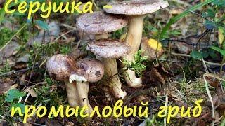 Млечник обыкновенный - промысловый гриб.