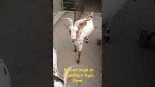 cirg mathura quality barbari male at choudhary Agro Farm #barbari #goat #goatfarm #farm #doberman