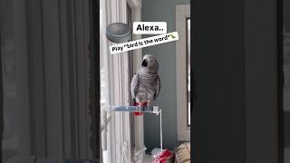 Alexa…Play bird is the word#dancingparrot #singingparrot #birdistheword #africangreyparrot #alexa