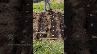 #chickens #homestead #homesteading #freerangechickens #meatchickens #meatbirds #selfsufficiency