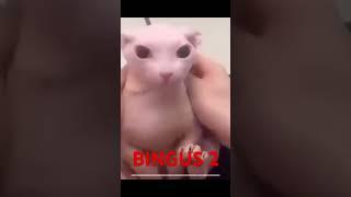 Bingus 2 #youtubeshorts
