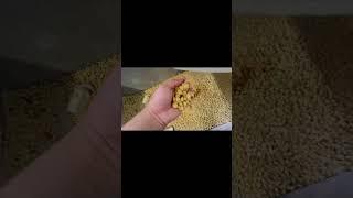 Small dog food and cat food machinery and equipment
