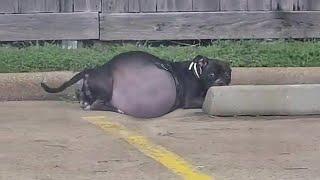 With a Bulging Belly, She Lies There, Her Eyes of Longing Make Everyone Feel Heartbroken