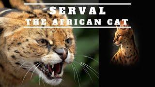 Serval: The African Cat