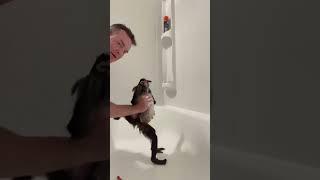 A man actually keeps a spider monkey in his home.#spidermonkey #shorts #animals #monkey #love