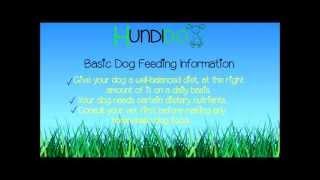 Basic Dog Feeding Information