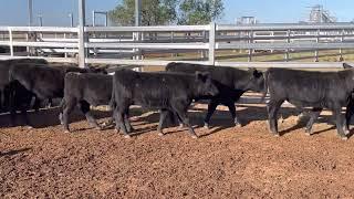 Butler Grazing angus Steers 6/5/22