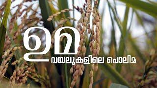 IMPACT OF UMA | ഉമ, വയലുകളിലെ പൊലിമ | Kerala Agricultural University | കേരള കാർഷിക സർവ്വകലാശാല